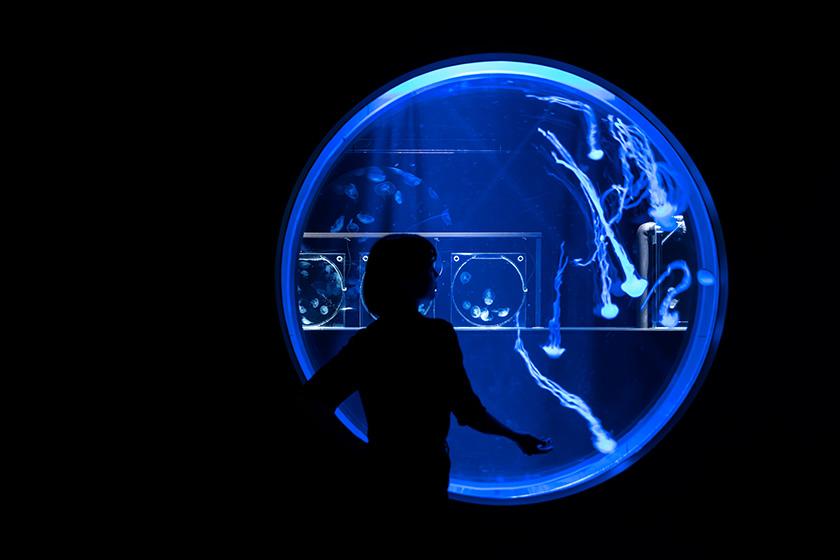 ［AOAO SAPPORO入館券付：食事なし］生命にであう都市型水族館！地下道直結＆レイトアウト特典