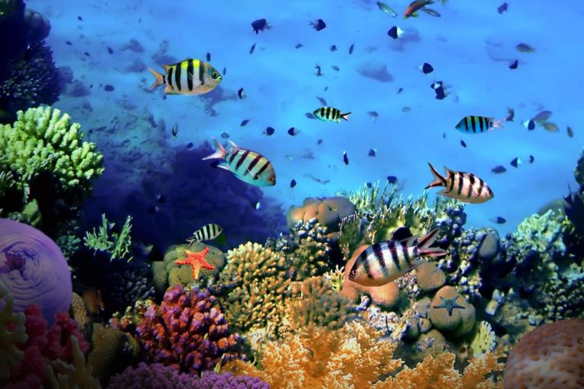 【SDGs／朝食付】味わいながら、沖縄のサンゴを守る。＜35コーヒー＋ハイビスカスティ飲み比べ＞