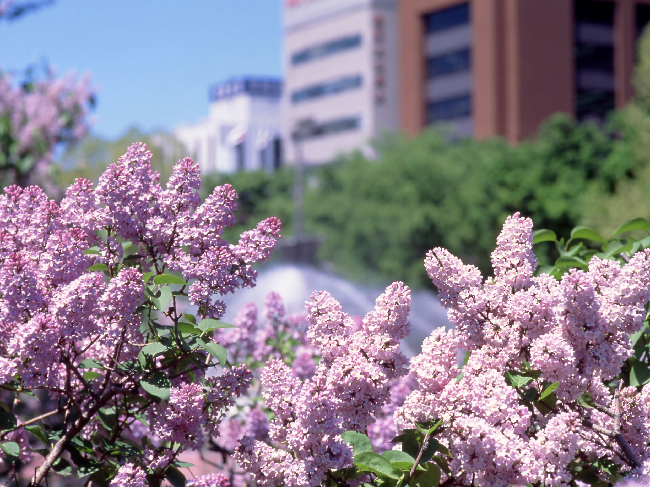 大通公園 サムネイル
